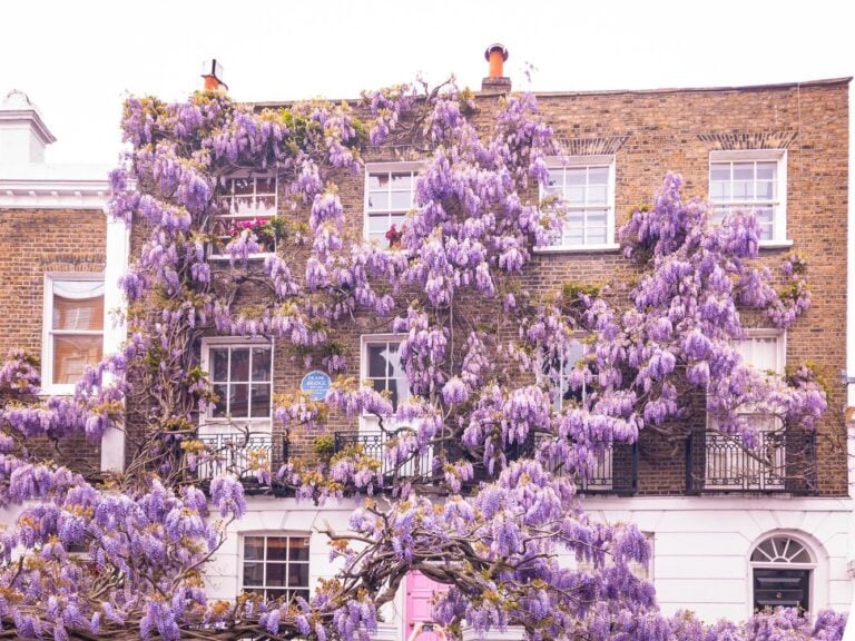 Best Places To See Wisteria in London By A Local