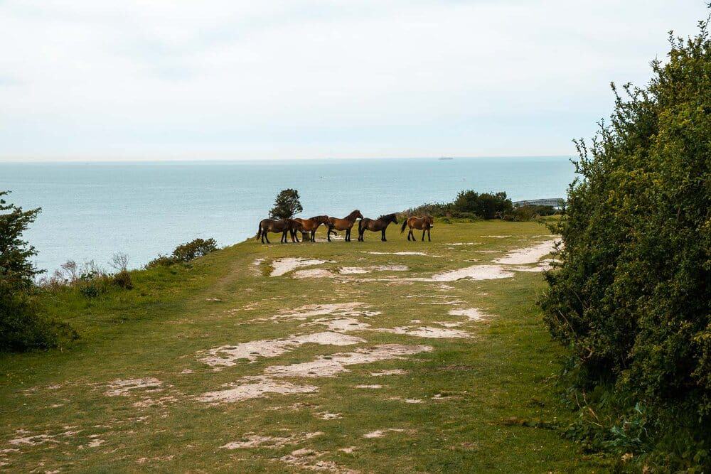 EXMOORPONIESatWhiteCliffsofDover