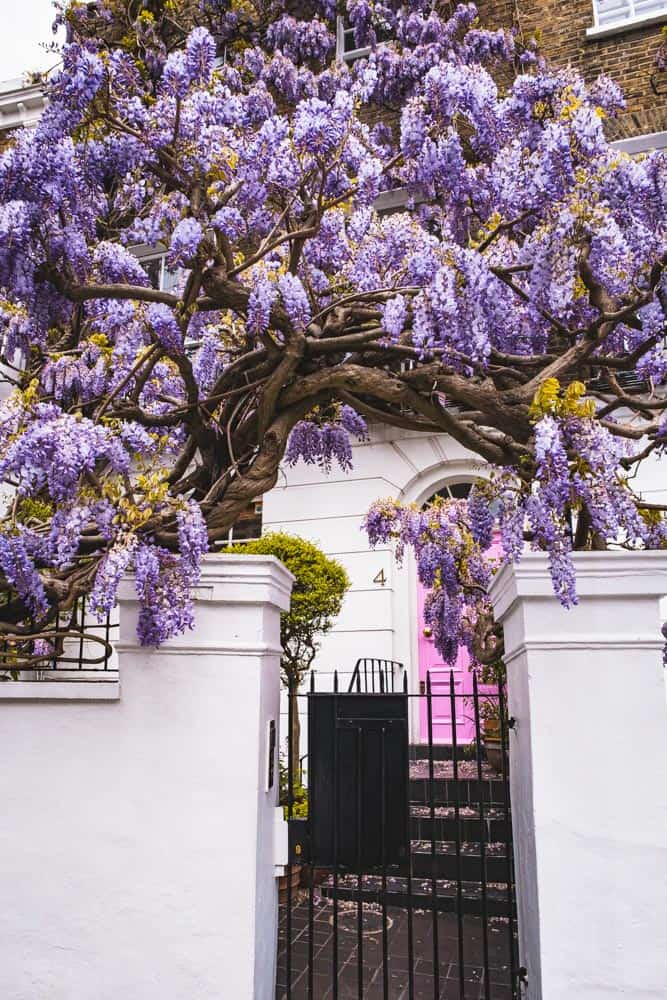 Wisteria In London A Guide To Finding These Gorgeous Lilac Flowers By A Local Hues Of Delahaye Wisteria In London A Guide To Finding These Gorgeous Lilac Flowers By A Local Hues Of Delahaye