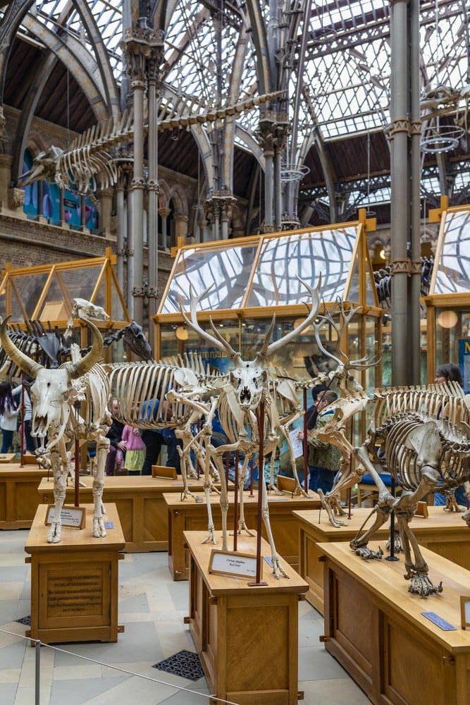 Oxfords Museum of Natural History Subjects Oxfords Museum of Natural History Subjects