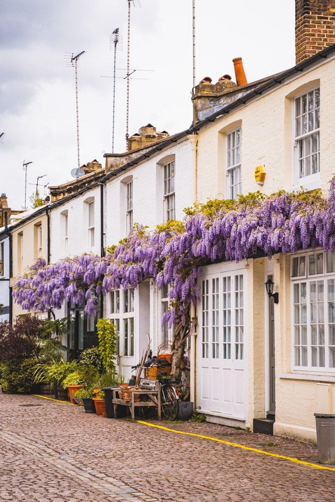 Where to Find the Best Wisteria in London Where to Find the Best Wisteria in London