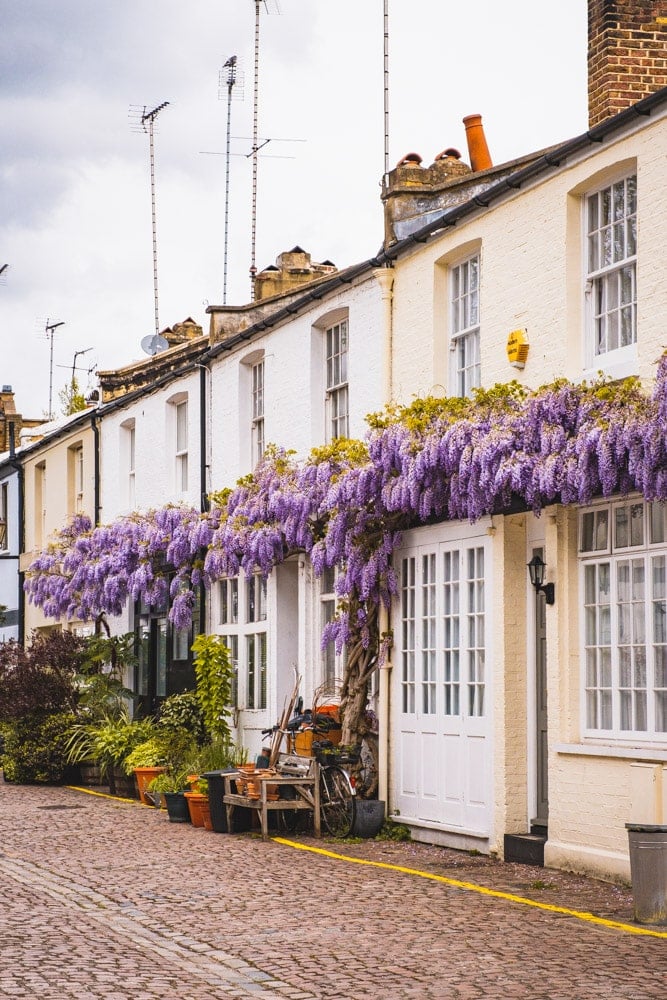 Where to Find the Best Wisteria in London