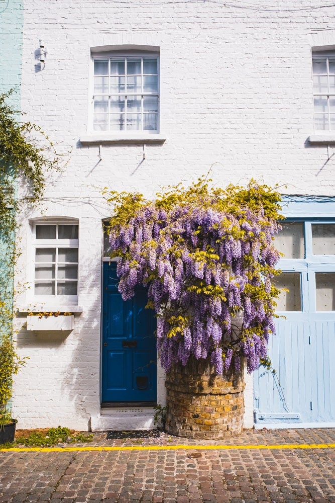 Notting Hill Wisteria Notting Hill Wisteria