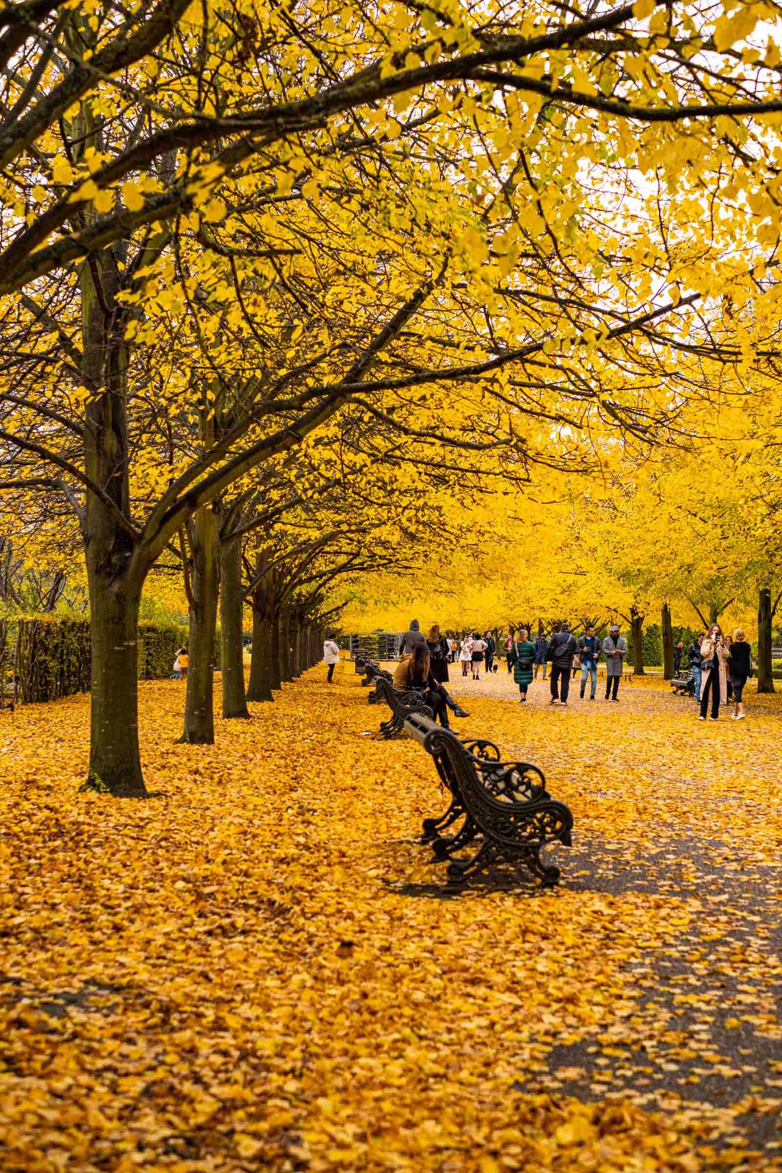 Hyde Park in Autumn London