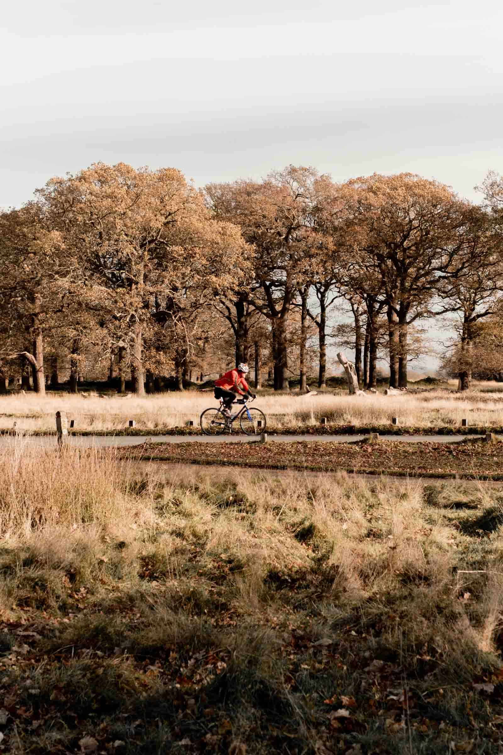 Cyclist in Richmond Park Cyclist in Richmond Park
