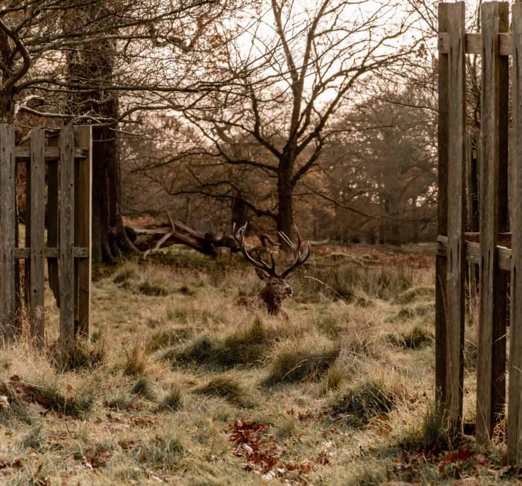 Richmond Park Deers Richmond Park Deers