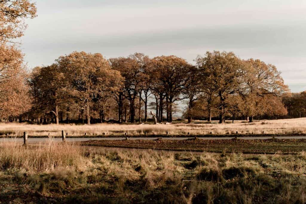 Things To Do In Richmond Park Things To Do In Richmond Park