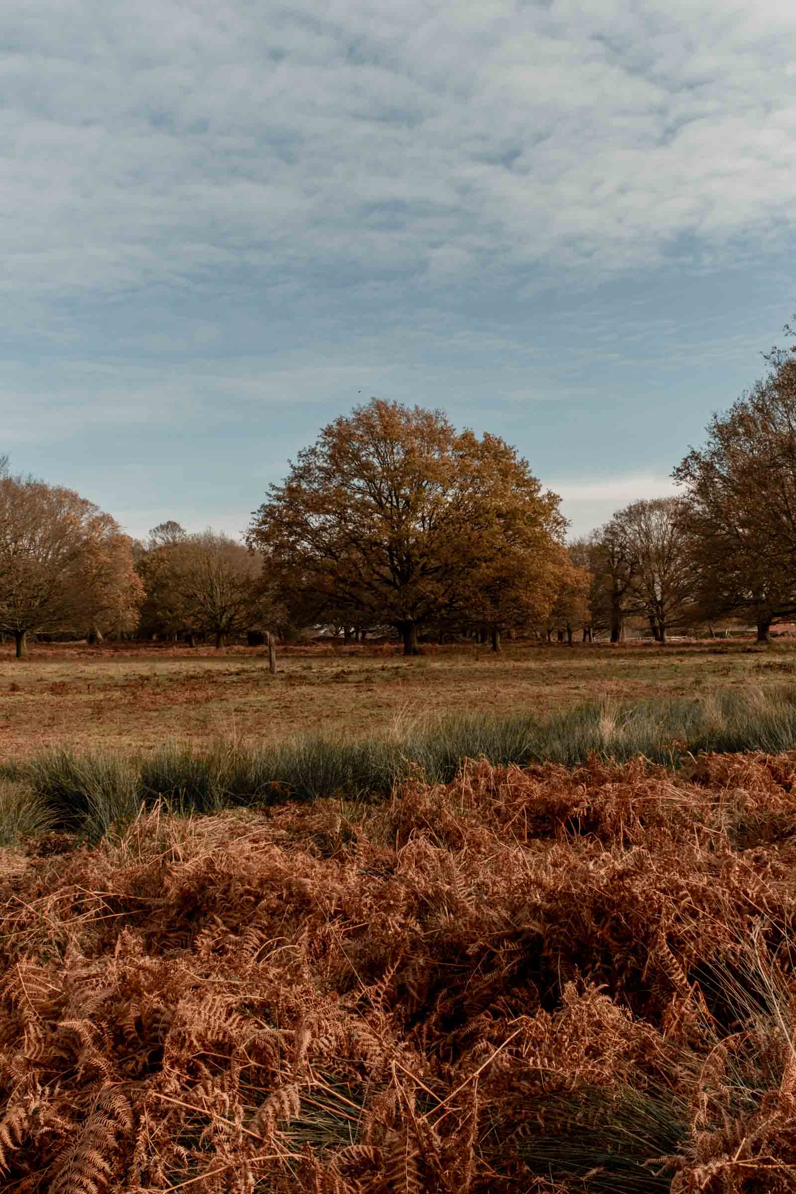Walks in Richmond Park Walks in Richmond Park