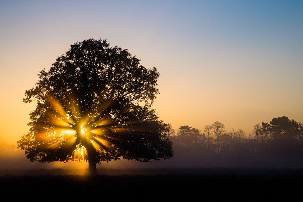 Bushy Park London