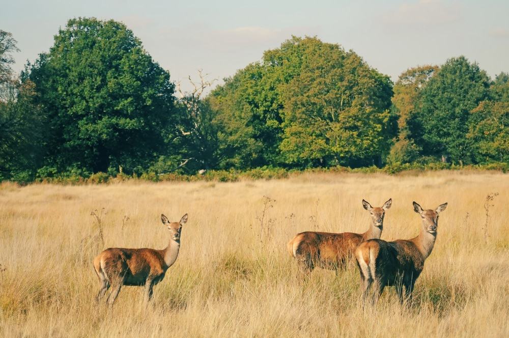 Deer in richmond park london Deer in richmond park london