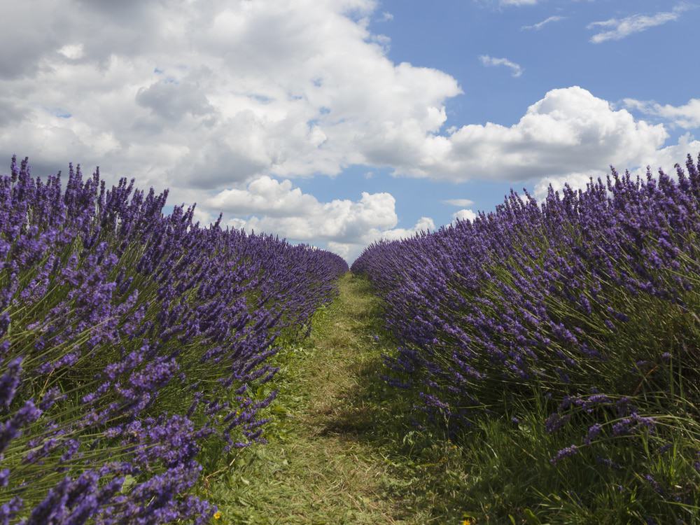 Mayfield Lavender Farm Mayfield Lavender Farm