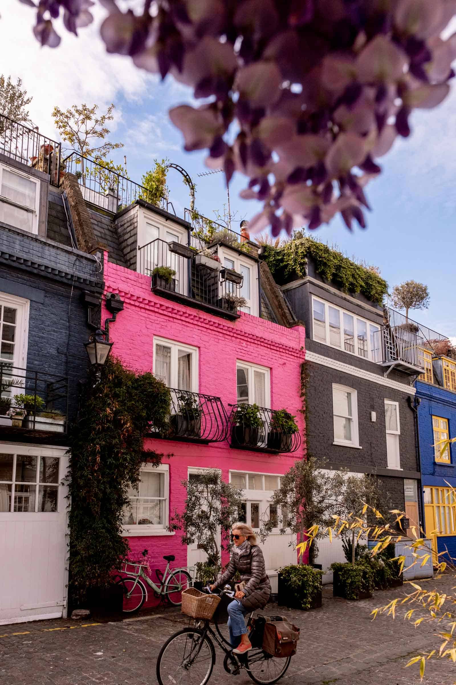 Wisterias in London UK