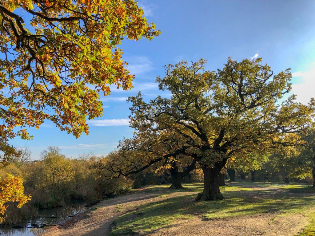 Epping Forest Epping Forest