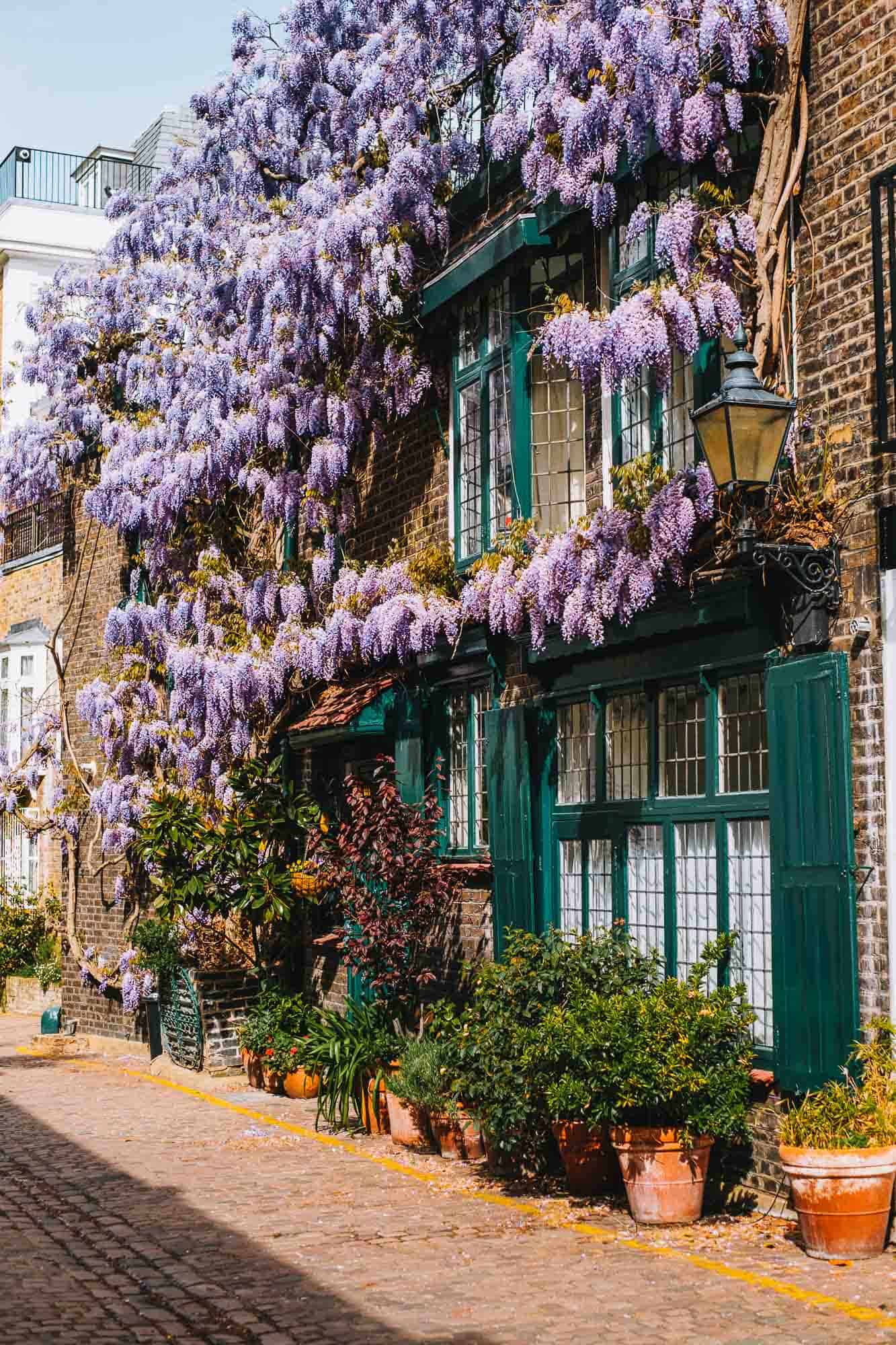 Kynance Mews Wisteria