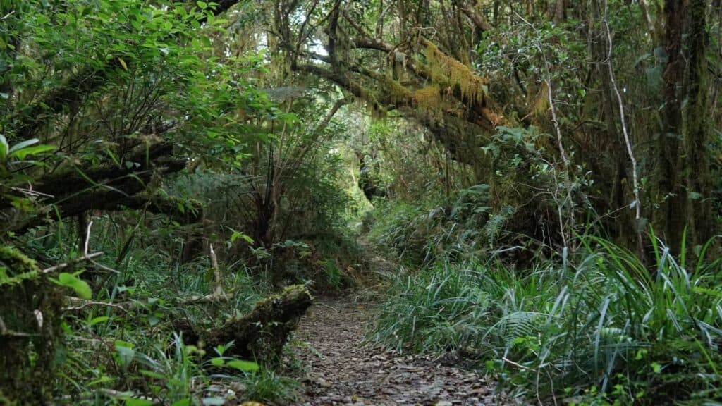 Blue Mountains Jamaica