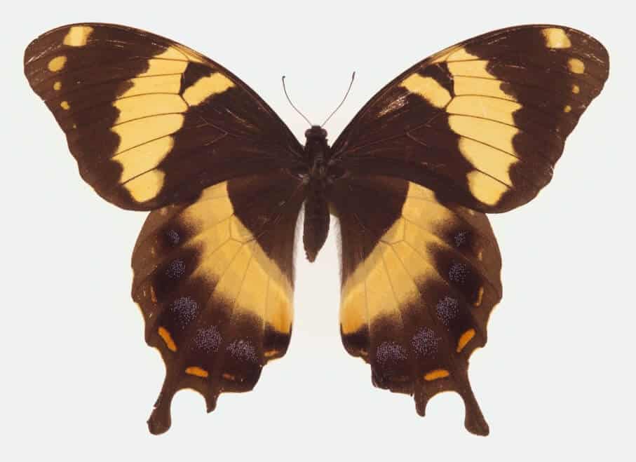 Homerus Swallowtail Papilio homerus ulster Homerus Swallowtail Papilio homerus ulster