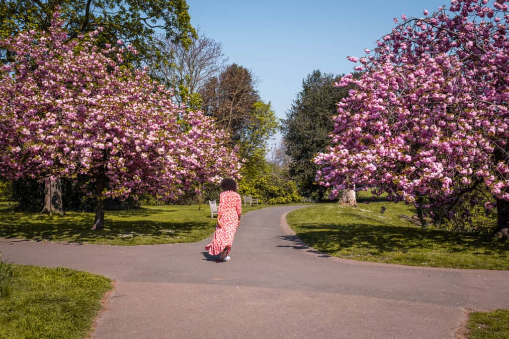 Cherry Blossom in London Cherry Blossom in London
