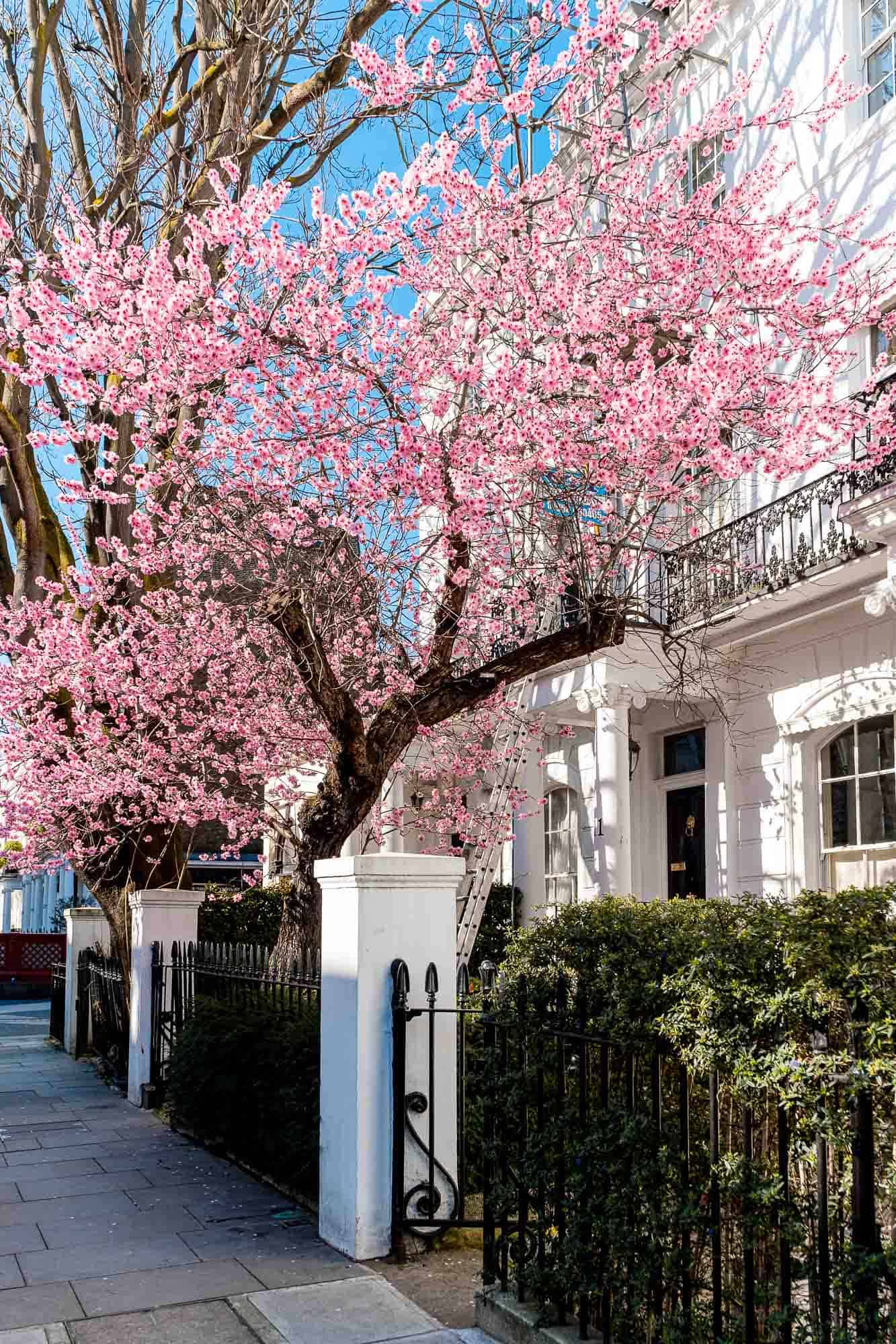 Cherry Blossoms in London Cherry Blossoms in London
