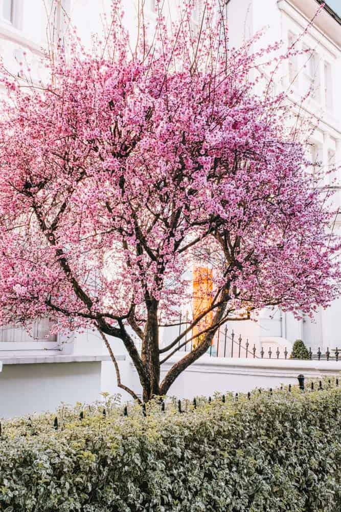 Notting Hill Cherry Blossoms Notting Hill Cherry Blossoms