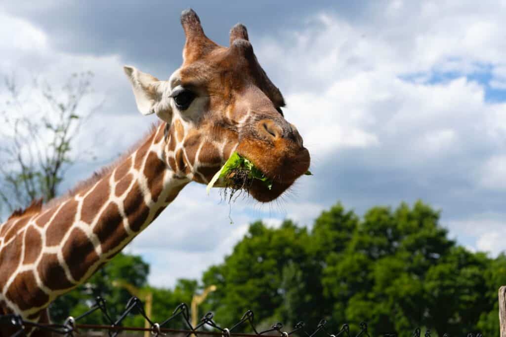 Rotterdam Zoo