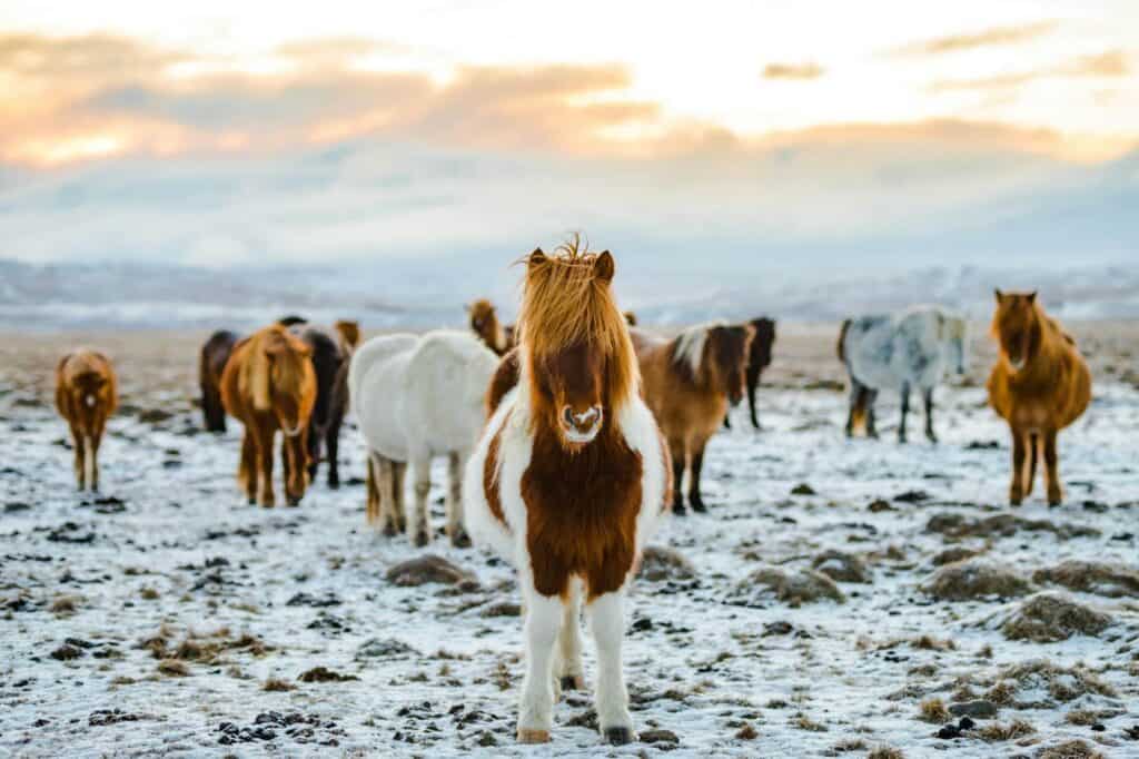 Photo Credit Redcharlie Unsplash Reykjavik Iceland