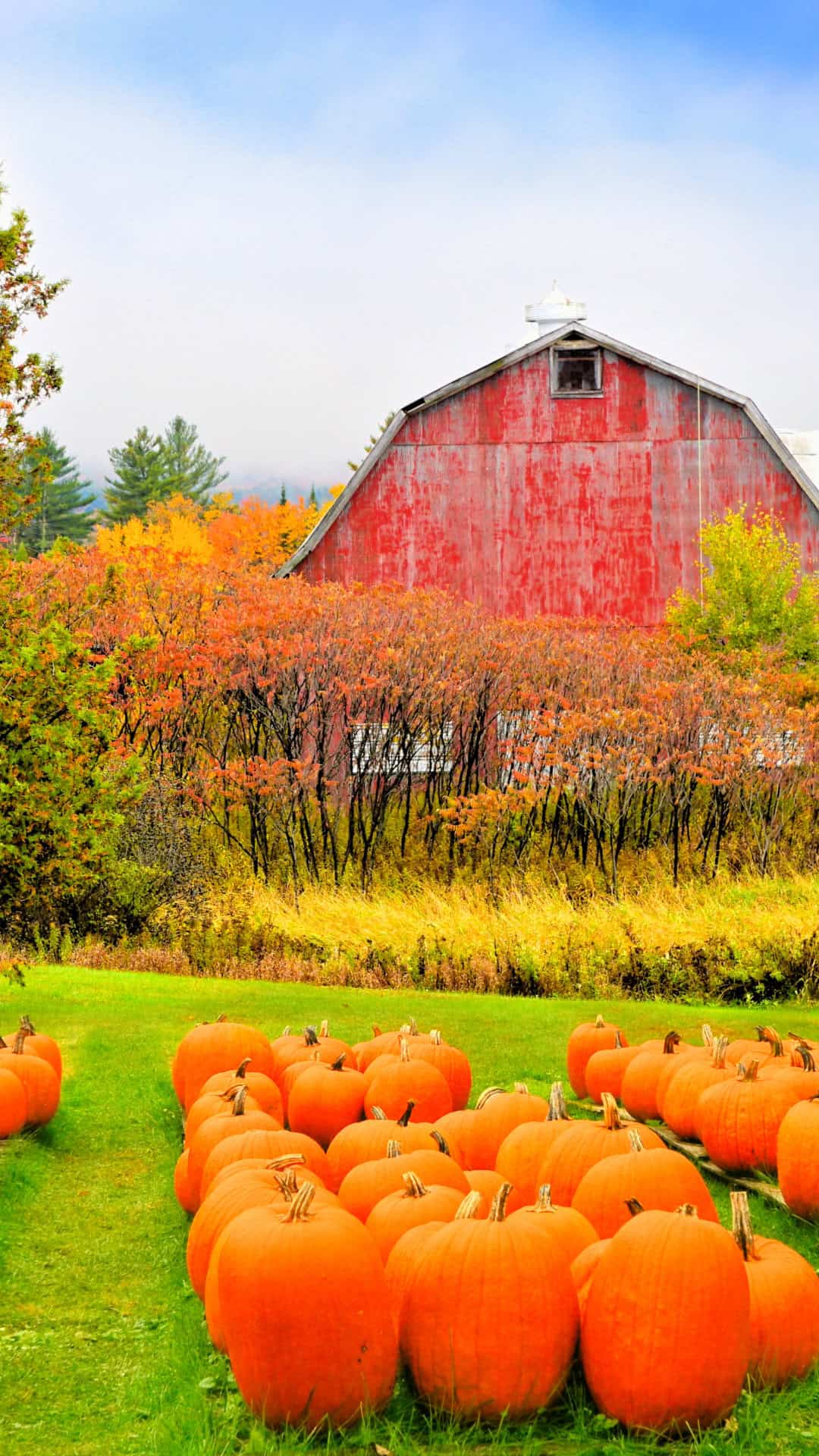 Pumpkin Patch Vermont