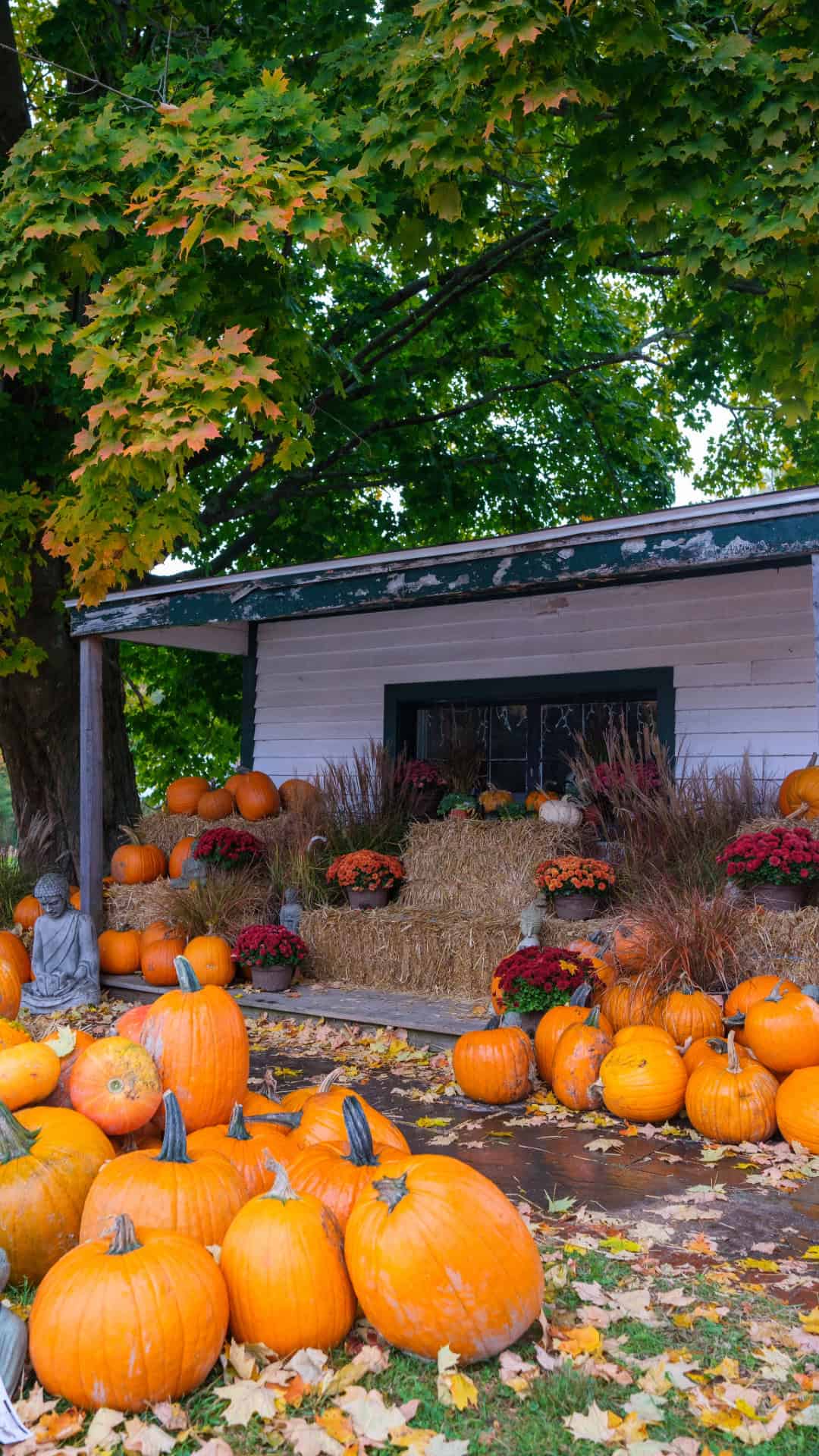 Pumpkin Patch in Vermont