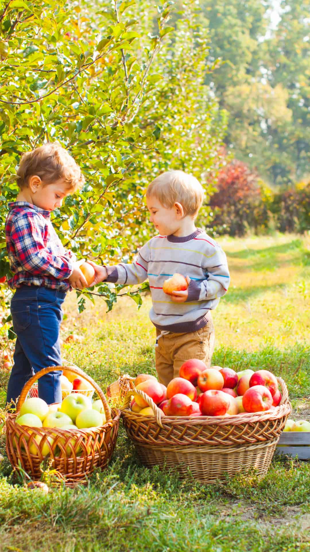 apple picking in vermont